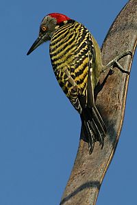 Melanerpes striatus