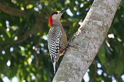 Melanerpes superciliaris