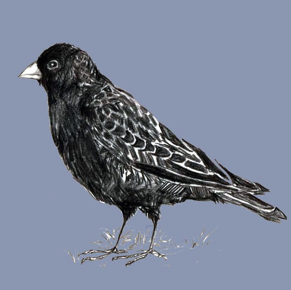 Melanocorypha yeltoniensis