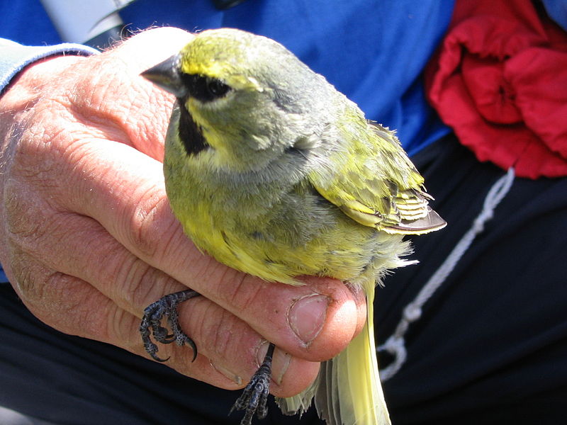 Melanodera xanthogramma