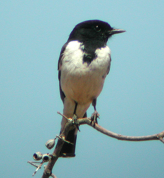 Melanodryas cucullata
