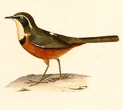 Melanopareia maximiliani