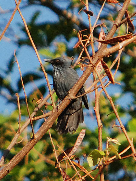 Melanotis caerulescens