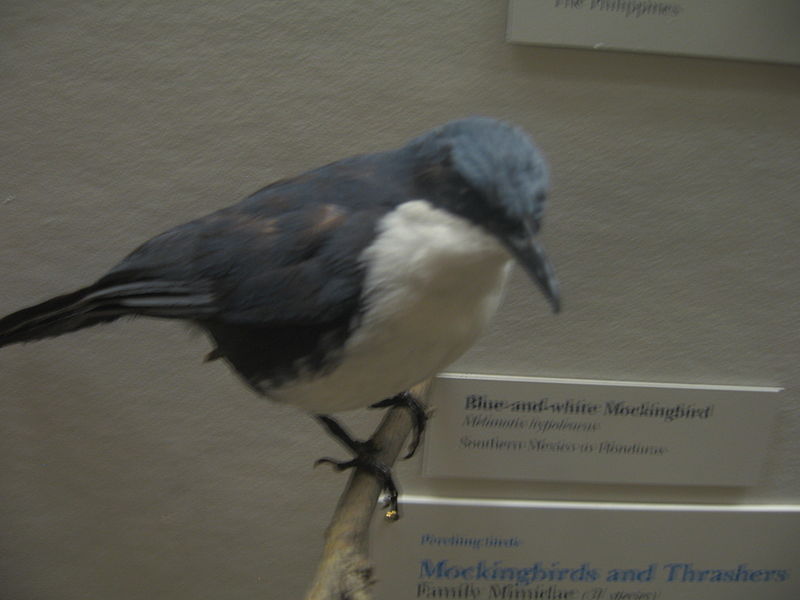 Melanotis hypoleucus