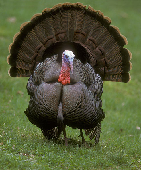 Meleagris gallopavo