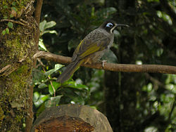 Melidectes belfordi