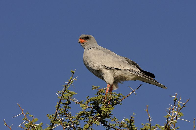 Melierax canorus