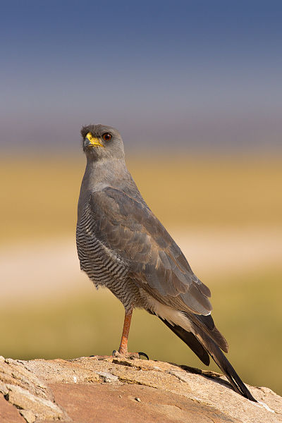 Melierax poliopterus