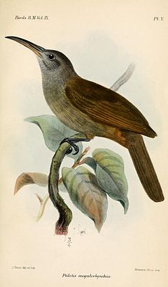 Melilestes megarhynchus
