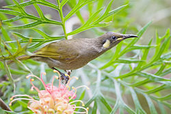 Meliphaga gracilis