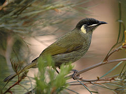 Meliphaga lewinii