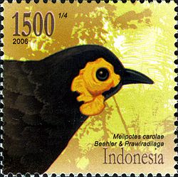 Melipotes carolae