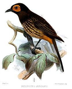 Melipotes gymnops