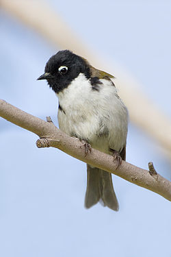 Melithreptus affinis