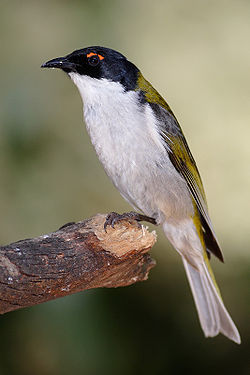 Melithreptus lunatus
