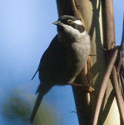 Melithreptus validirostris