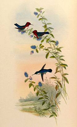 Mellisuga helenae