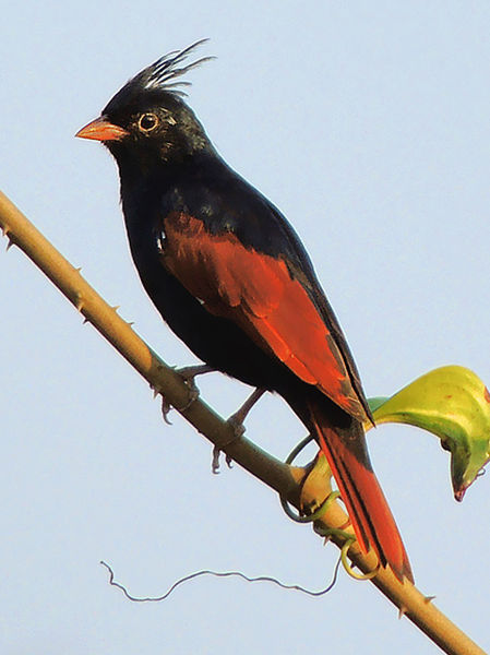 Melophus lathami