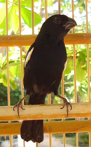 Melopyrrha nigra
