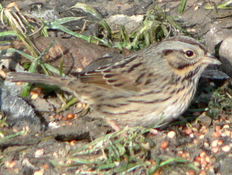 Melospiza lincolnii