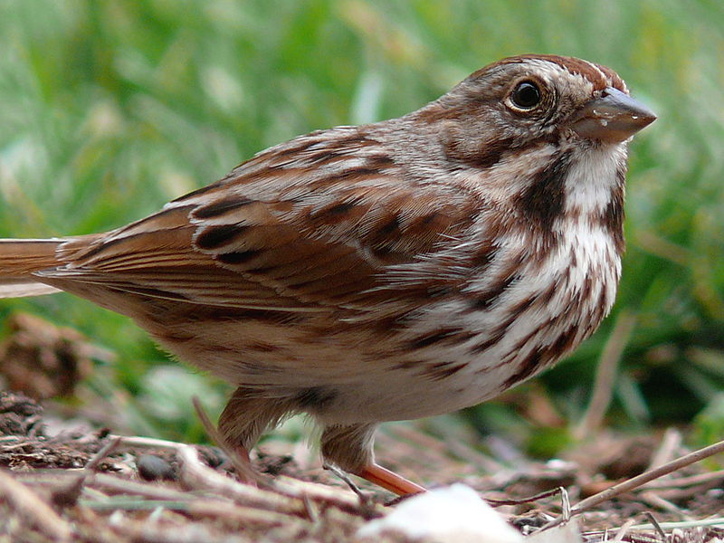 Melospiza melodia