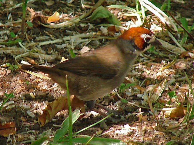 Melozone biarcuata