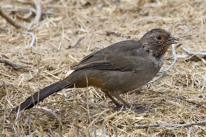 Melozone crissalis