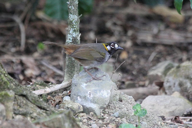 Melozone leucotis