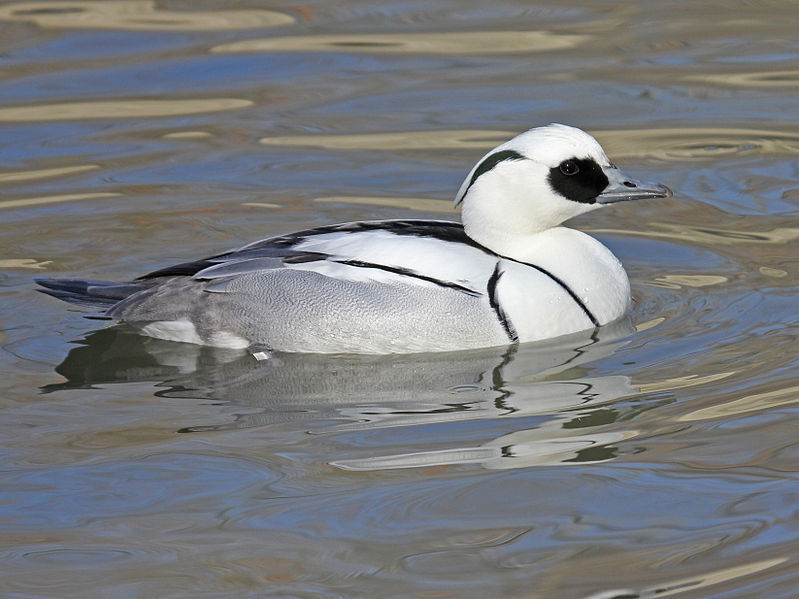 Mergellus albellus