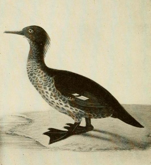Mergus australis