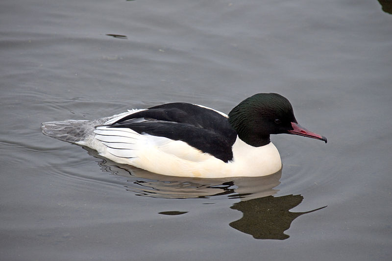 Mergus merganser