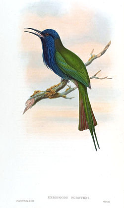 Meropogon forsteni