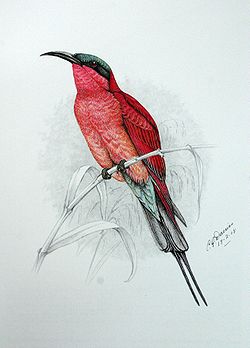Merops nubicoides