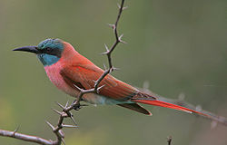Merops nubicus