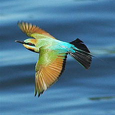 Merops ornatus