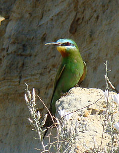 Merops persicus