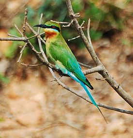 Merops philippinus