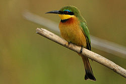 Merops pusillus