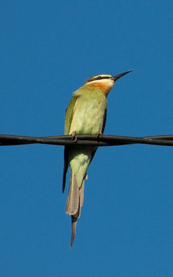 Merops superciliosus