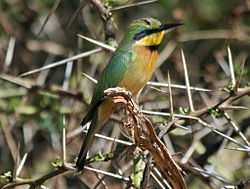 Merops variegatus