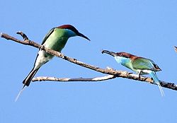 Merops viridis
