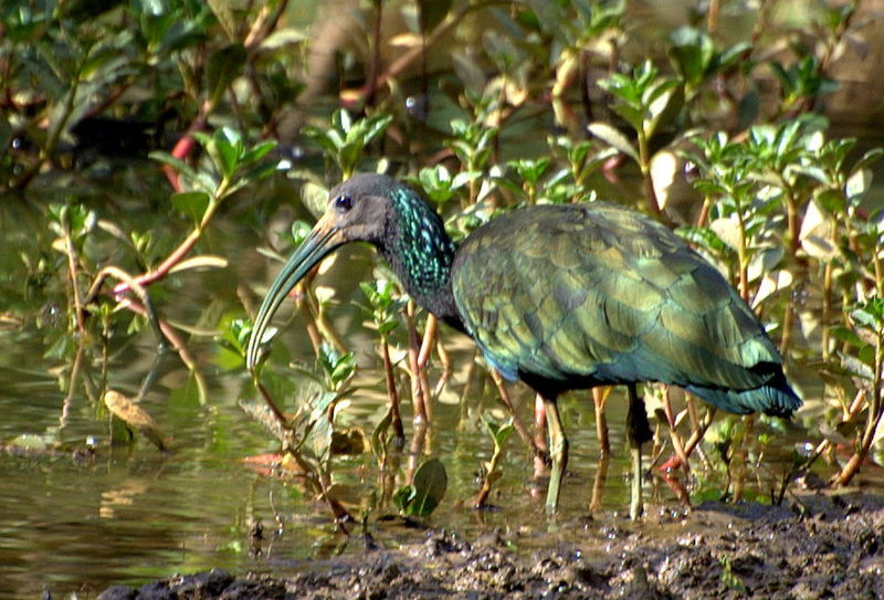 Mesembrinibis cayennensis