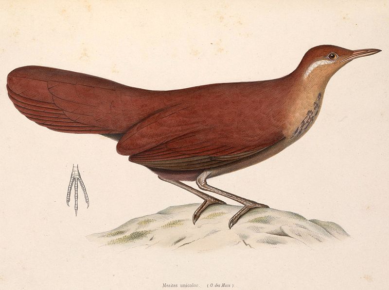 Mesitornis unicolor