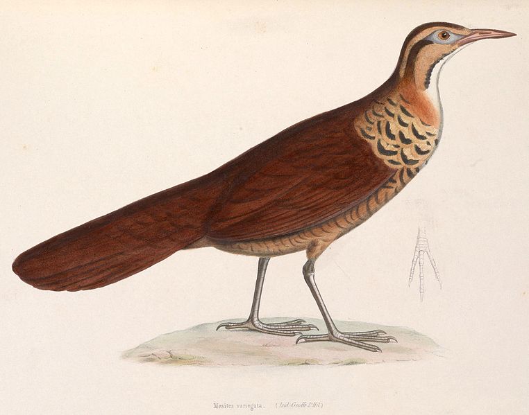 Mesitornis variegatus