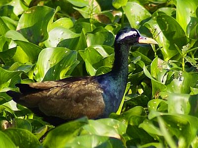 Metopidius indicus
