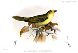 Metopothrix aurantiaca