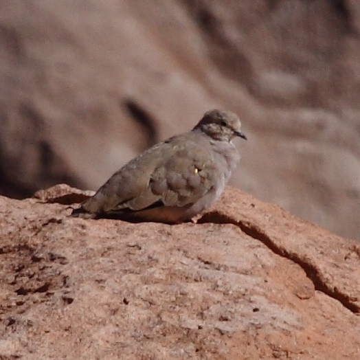 Metriopelia aymara