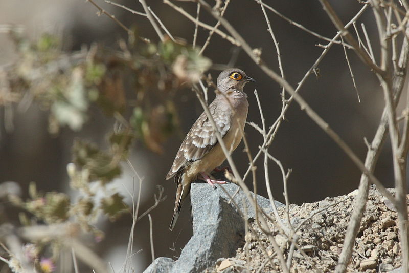 Metriopelia ceciliae