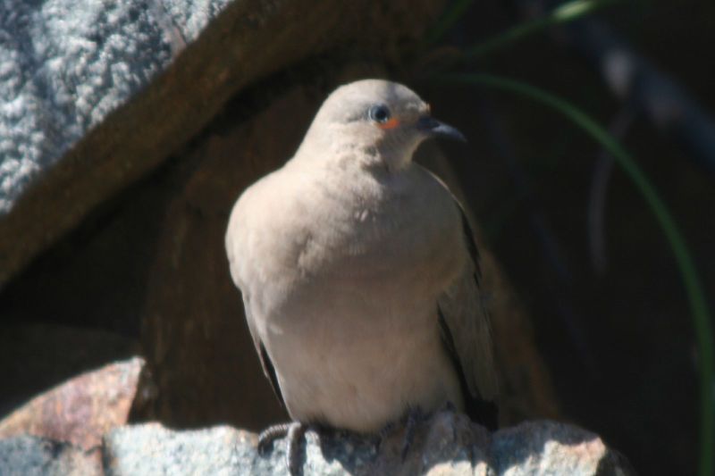 Metriopelia melanoptera