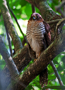 Micrastur ruficollis